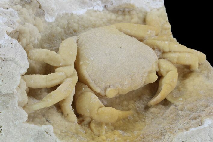 Fossil Crab (Potamon) Preserved in Travertine - Turkey #98906